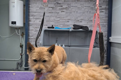 Kees-2