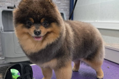 Sammie-2